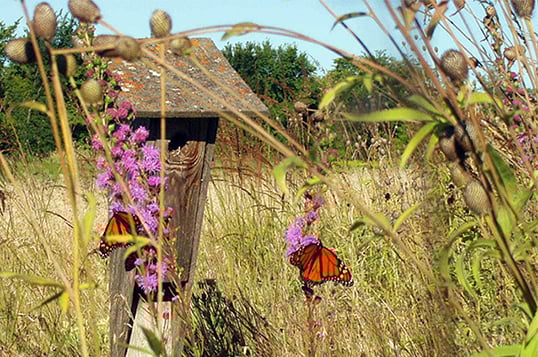 A field showing grass and trees in different shades of green. Three orange butterflies alight on stalks of flowers in the foreground.