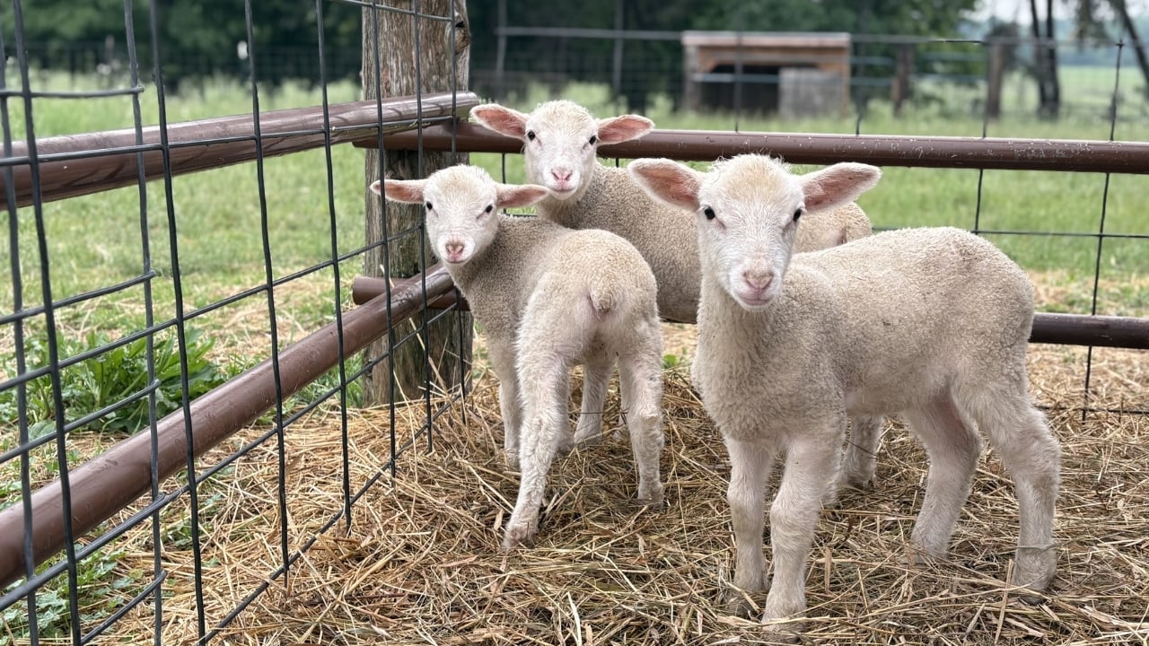 Three little lambs on Oliver Kelley Farm.